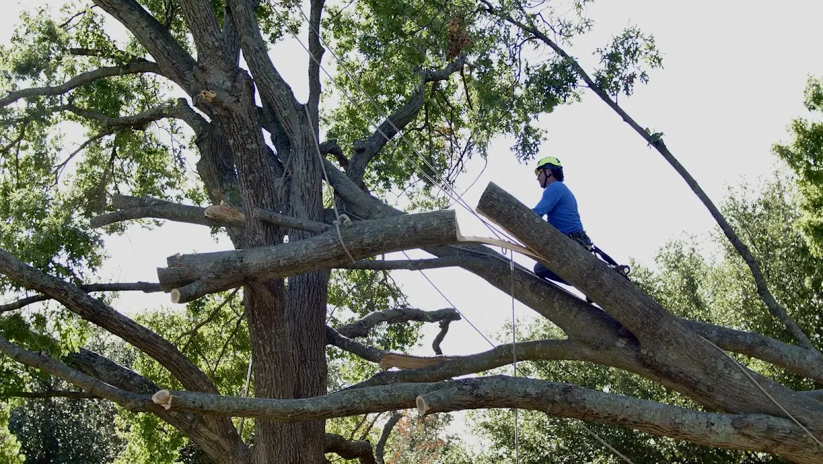 Professional Crown Thinning performed by certified arborists in Muse