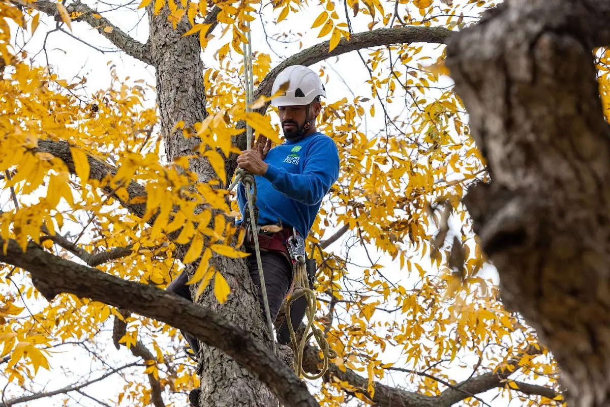 Skilled Tree Transplanting crew working in Muse