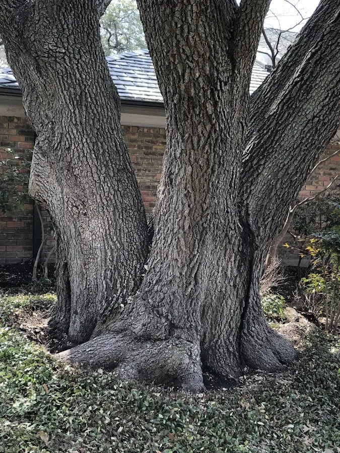 Mature heritage tree close to a Muse property cared for by certified arborists